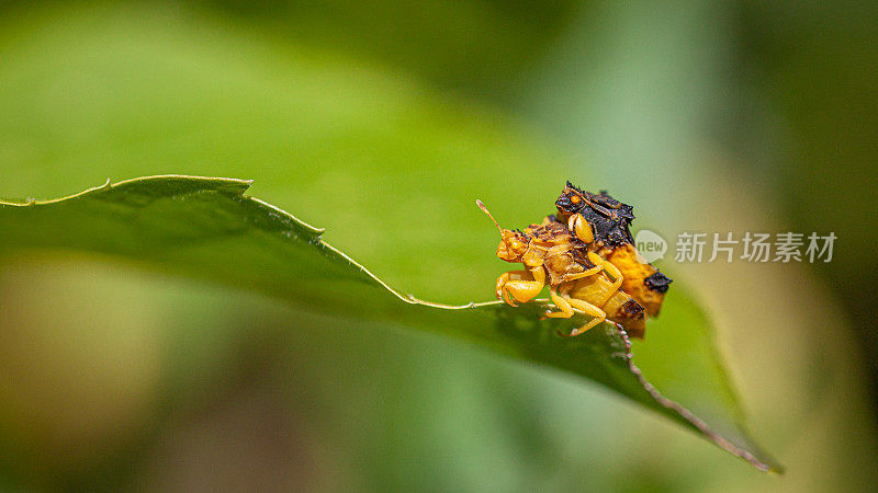 伏击虫的交配，(Phymata americana americana)，伏击虫的交配，Phymatinae。